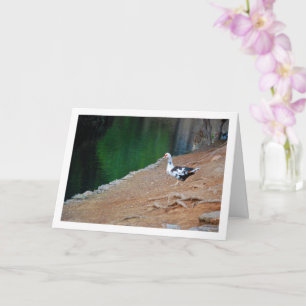 Carte Canard de Barbarie, Portrait sur lac
