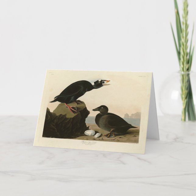 Carte Canard noir ou Surf des oiseaux d'Amérique d'Audub (Devant)