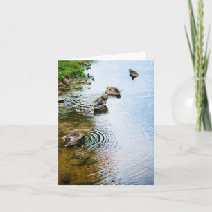 Carte Canards adultes 2