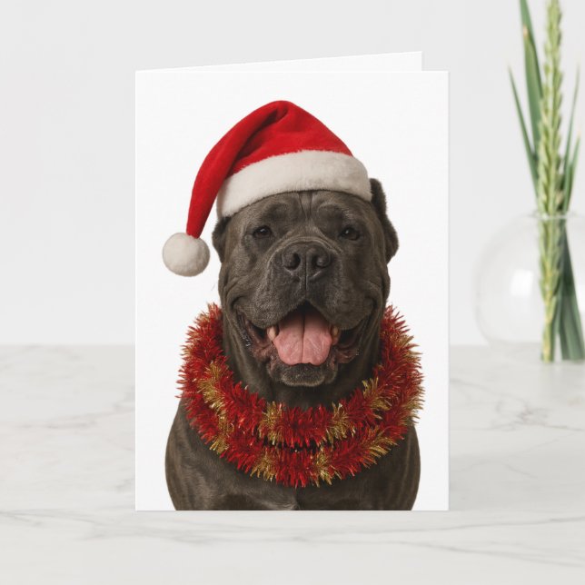 Carte Cane Corso in a Santa hat Christmas card (Devant)