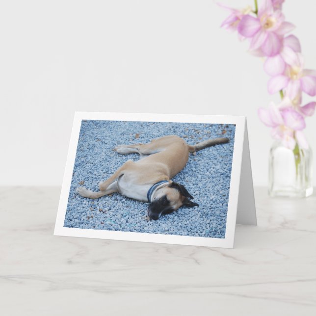 Carte Canine de cur à bouche noire sur le gravier (Orchidée)