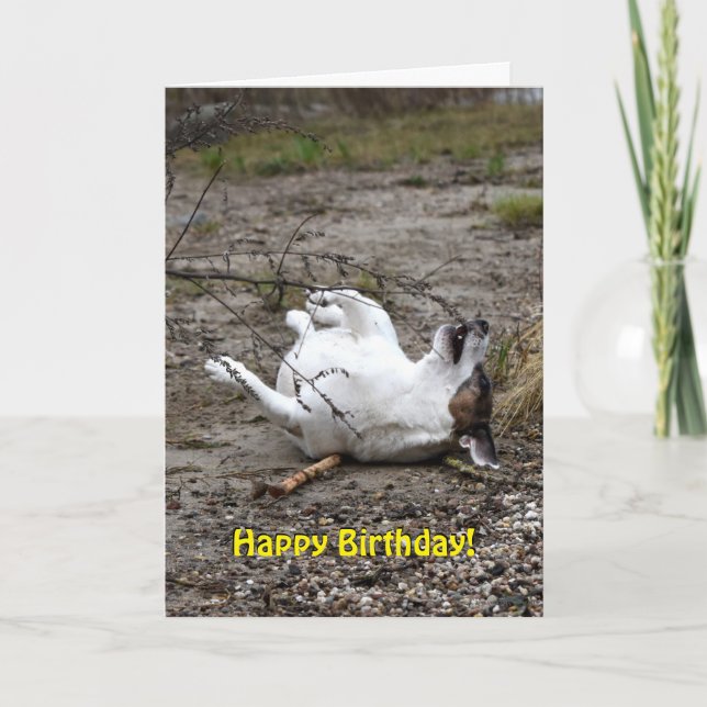 Carte Capo von Oppenheim Jack Russell Terrier, Chien (Devant)