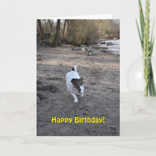 Carte Capo von Oppenheim Jack Russell Terrier, Chien