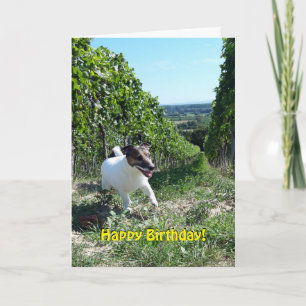 Carte Capo von Oppenheim Jack Russell Terrier, Chien