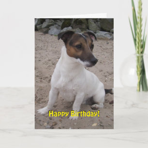Carte Capo von Oppenheim Jack Russell Terrier, Chien