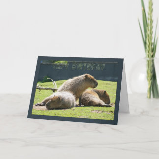 Carte Capy Birthday - Capybara Birthday Grey Card