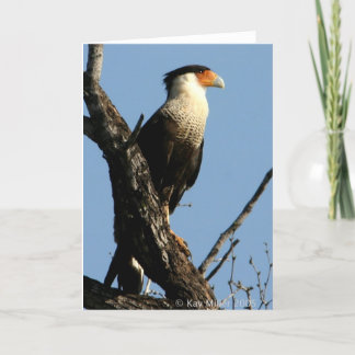 CARTE CARACARA-1-04