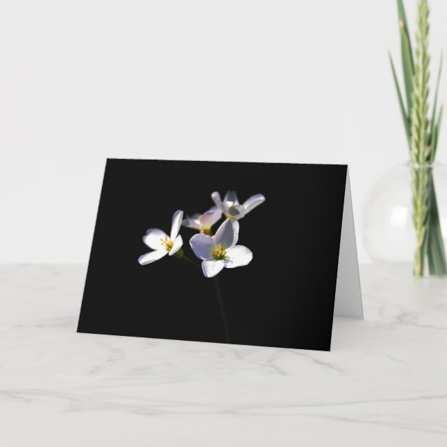 Carte Cardamine Pratensis Fleurs gca (Devant)