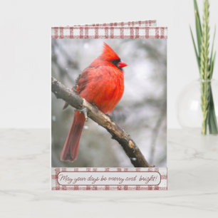 Carte Cardinal Christmas Card