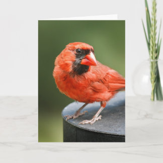 Carte Cardinal Cutie
