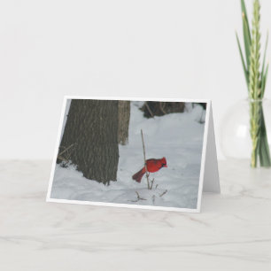 Carte Cardinal dans la neige