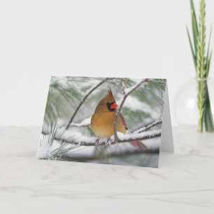 Carte Cardinal du nord féminin dans le pin neigeux,