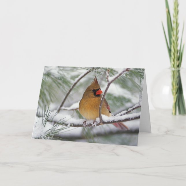 Carte Cardinal du nord féminin dans le pin neigeux, (Devant)