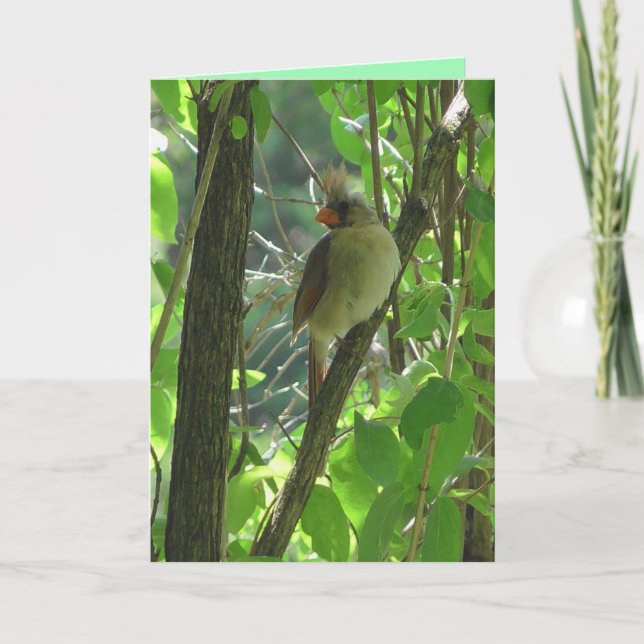 Carte Cardinal femelle mignonne en blanc arbre (Devant)