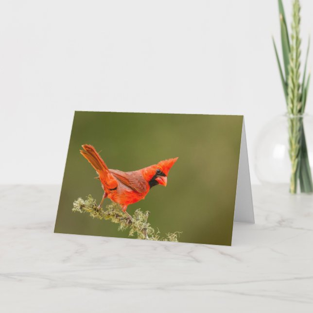 Carte Cardinal mâle sur une branche (Devant)