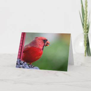 Carte cardinal masculin au conducteur au printemps