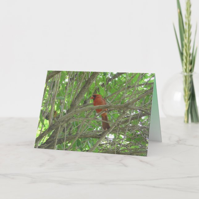 Carte Cardinal mignon sur Branche Penser de vous (Devant)