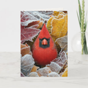 Carte Cardinal rouge d'anniversaire dans les feuilles d'