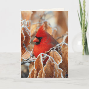 Carte Cardinal rouge dans les feuilles d'automne gelées