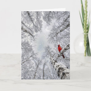 Carte Cardinal rouge dans une forêt de bouleaux blancs h