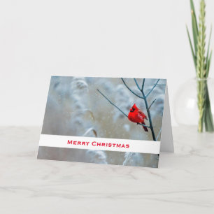 Carte Cardinal rouge en photo de Noël de la nature en hi