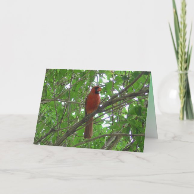Carte Cardinal rouge mignon en blanc arbre (Devant)