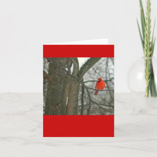 Carte Cardinal rouge vif sur la branche de l'arbre (phot