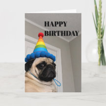 Carlin grincheux portant un chapeau de fête d'anni
