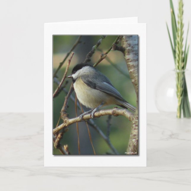 Carte Carolina Chickadee Note Card (Devant)