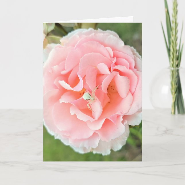 Carte Carte. Conception "Rose Rose Araignée Blanche". Ph (Devant)