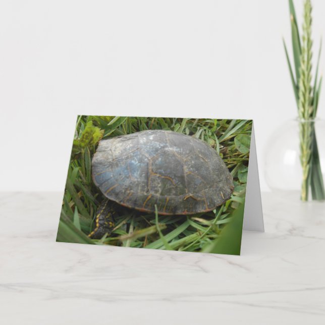 Carte “Carte d'anniversaire Tortue peinte de l'Arboretum (Devant)