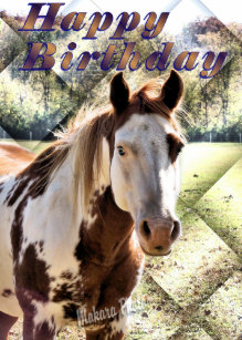 Cartes Cheval D Anniversaire Zazzle Fr