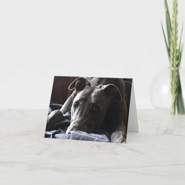 Carte Casey le greyhound (Devant)