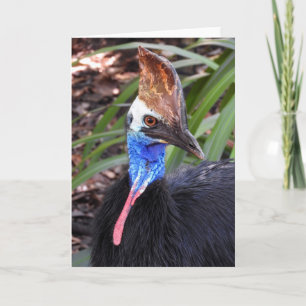 Carte Cassowary du Sud
