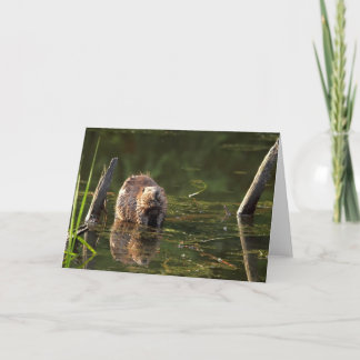 Carte Castor souriant