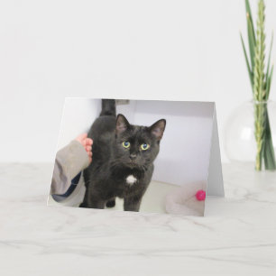 Carte Cat