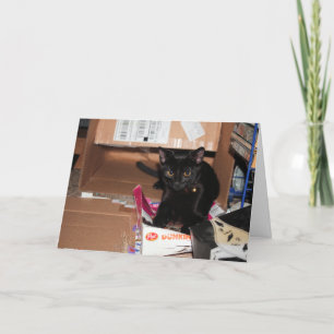 Carte Cat