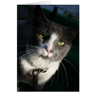 Carte Cat