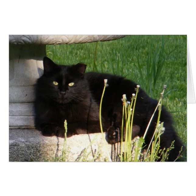 Carte Cat 120 ~ (Devant horizontal)