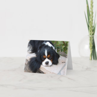 Carte Cavalier King Charles