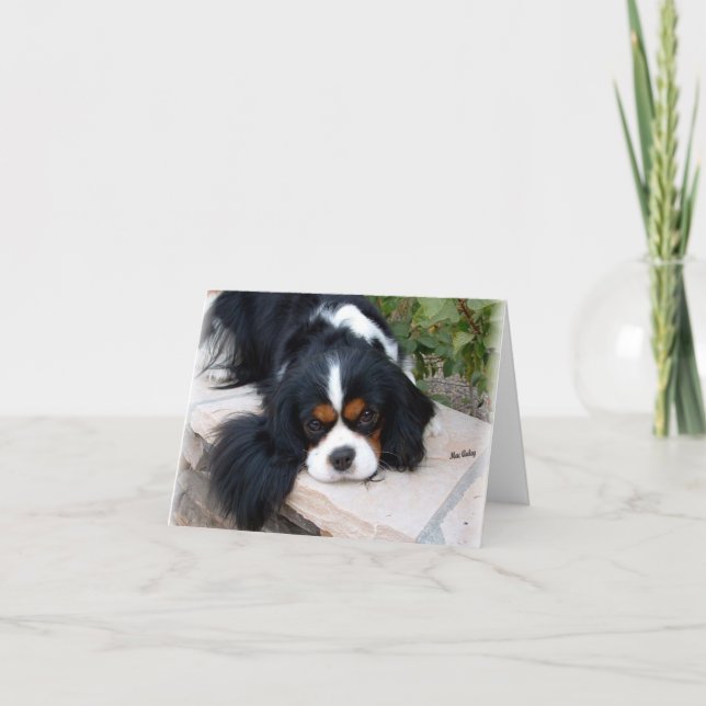 Carte Cavalier King Charles (Devant)