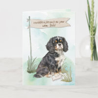 Cavalier King Charles Félicitations Nouveau Chien