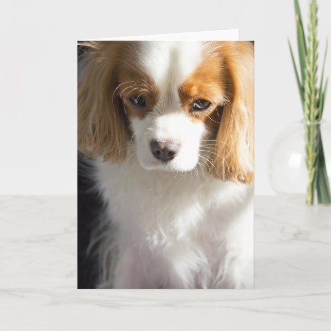 Carte Cavalier King Charles Spaniel (Devant)