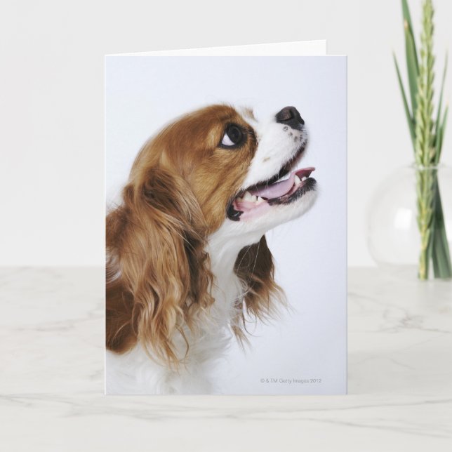 Carte Cavalier King Charles Spaniel (Devant)