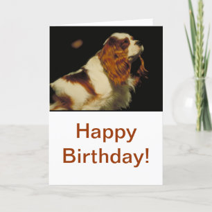 Carte Cavalier King Charles Spaniel
