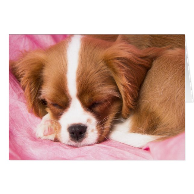 Carte Cavalier King Charles Spaniel Chiot Endormi (Devant horizontal)