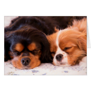 Carte Cavalier King Charles Spaniel endormi