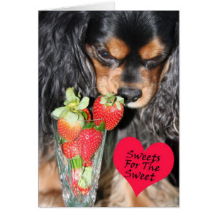 Carte Cavalier King Charles Spaniel Fraises