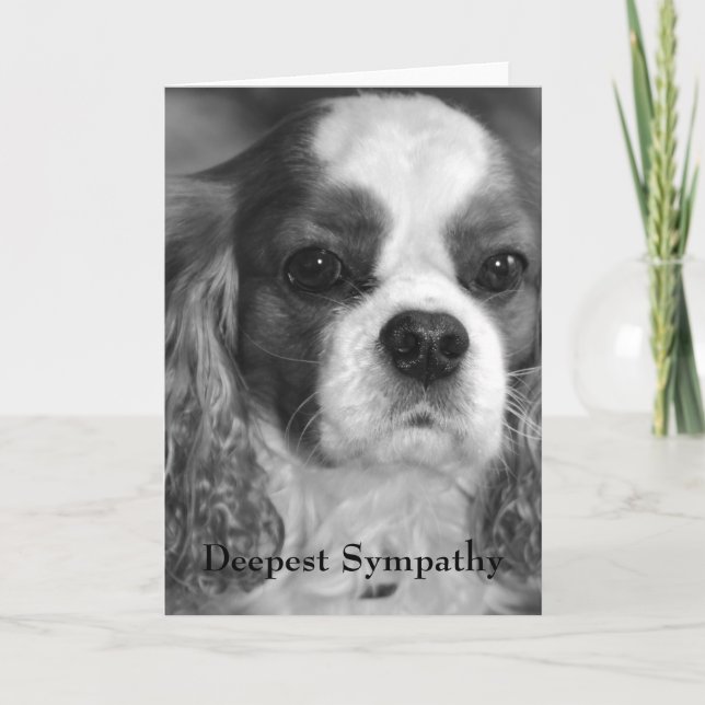 Carte Cavalier King Charles Spaniel Sympathie la plus pr (Devant)