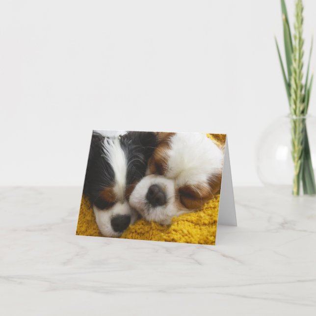 Carte Cavalier King Charles Spaniels Blank Note Card (Devant)